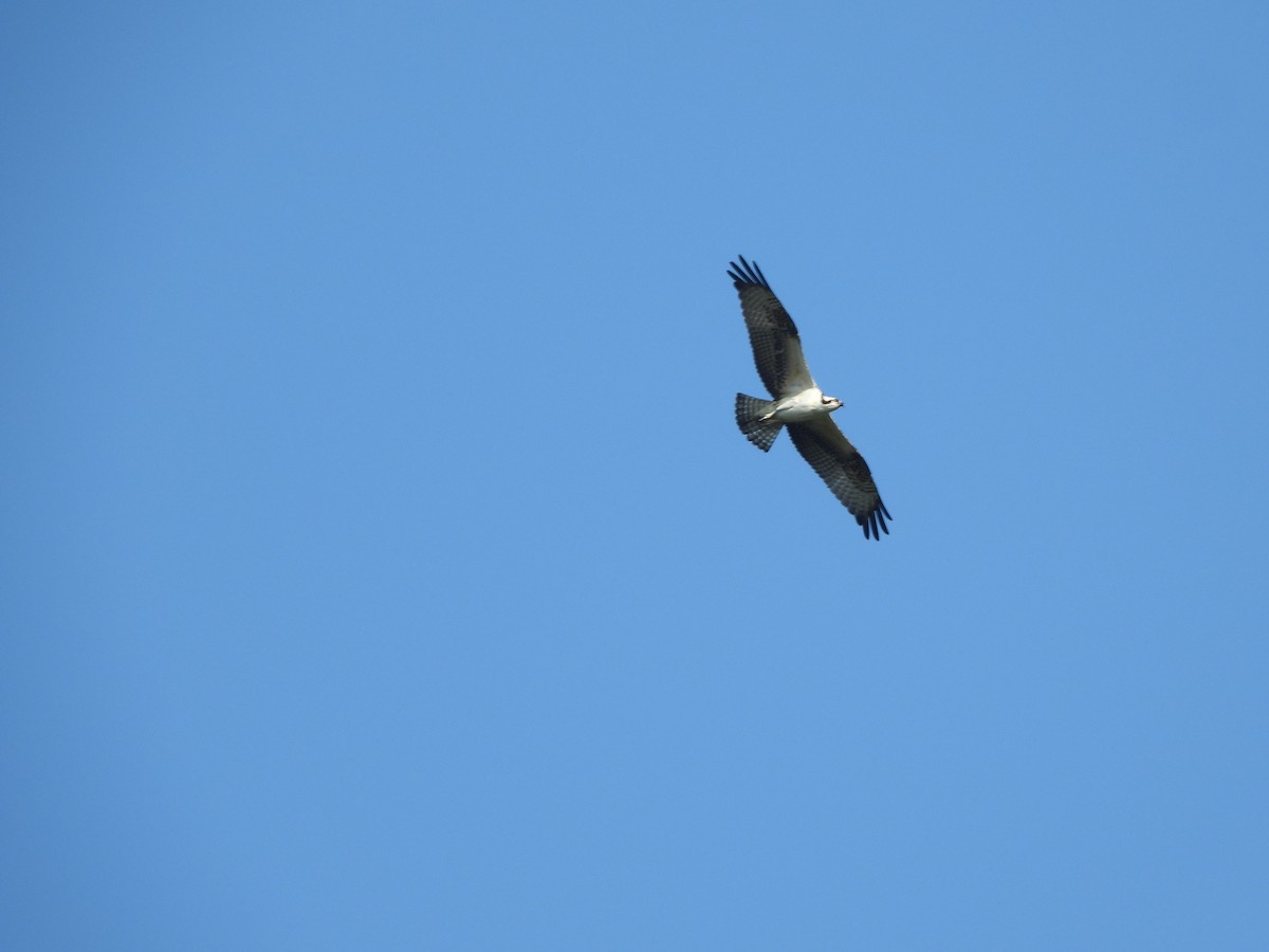 Osprey - ML641819781
