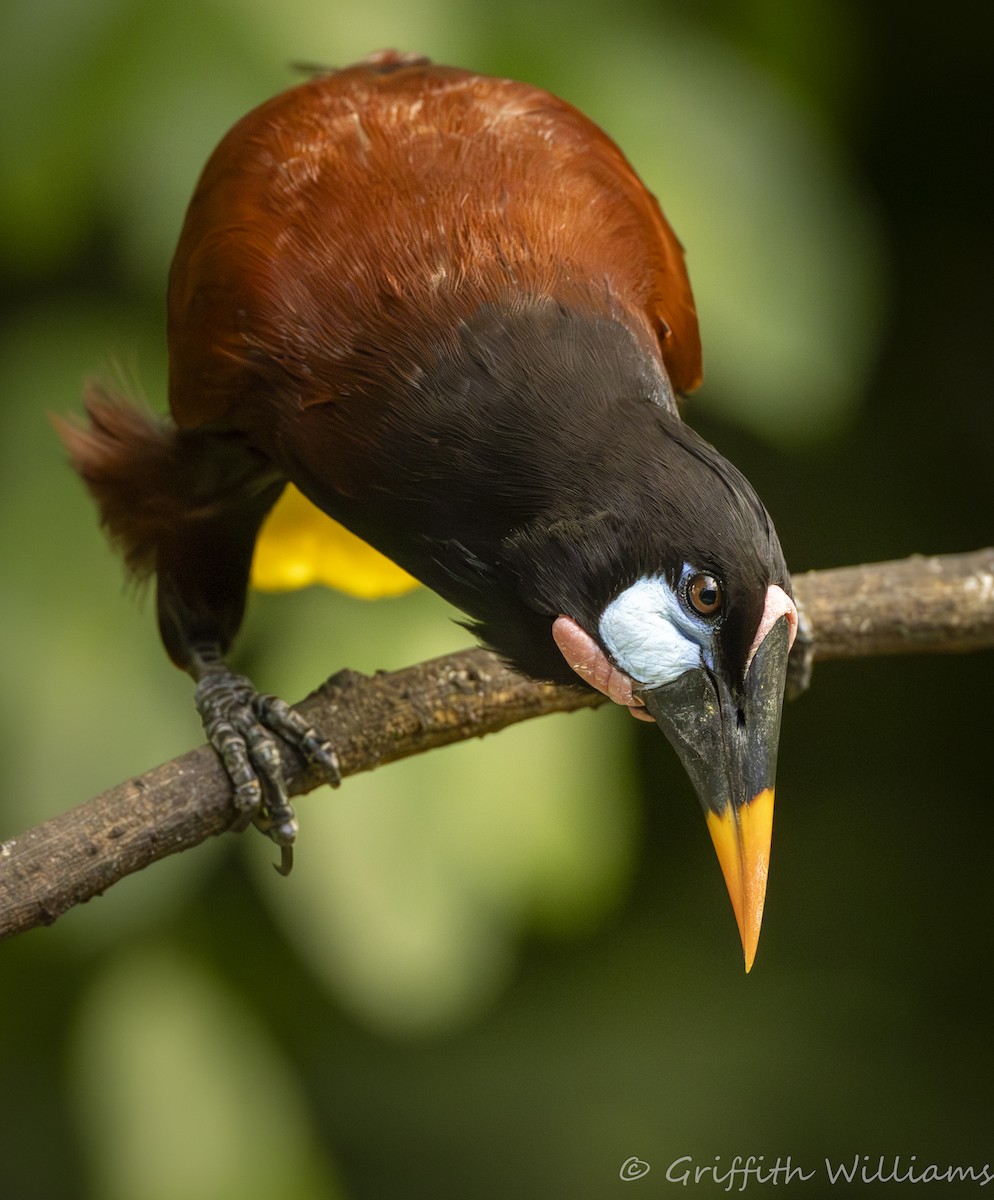 Montezuma Oropendola - ML641819782