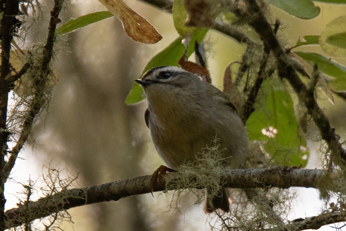 Golden-crowned Kinglet - ML641819785