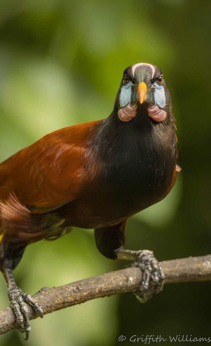 Montezuma Oropendola - ML641819786