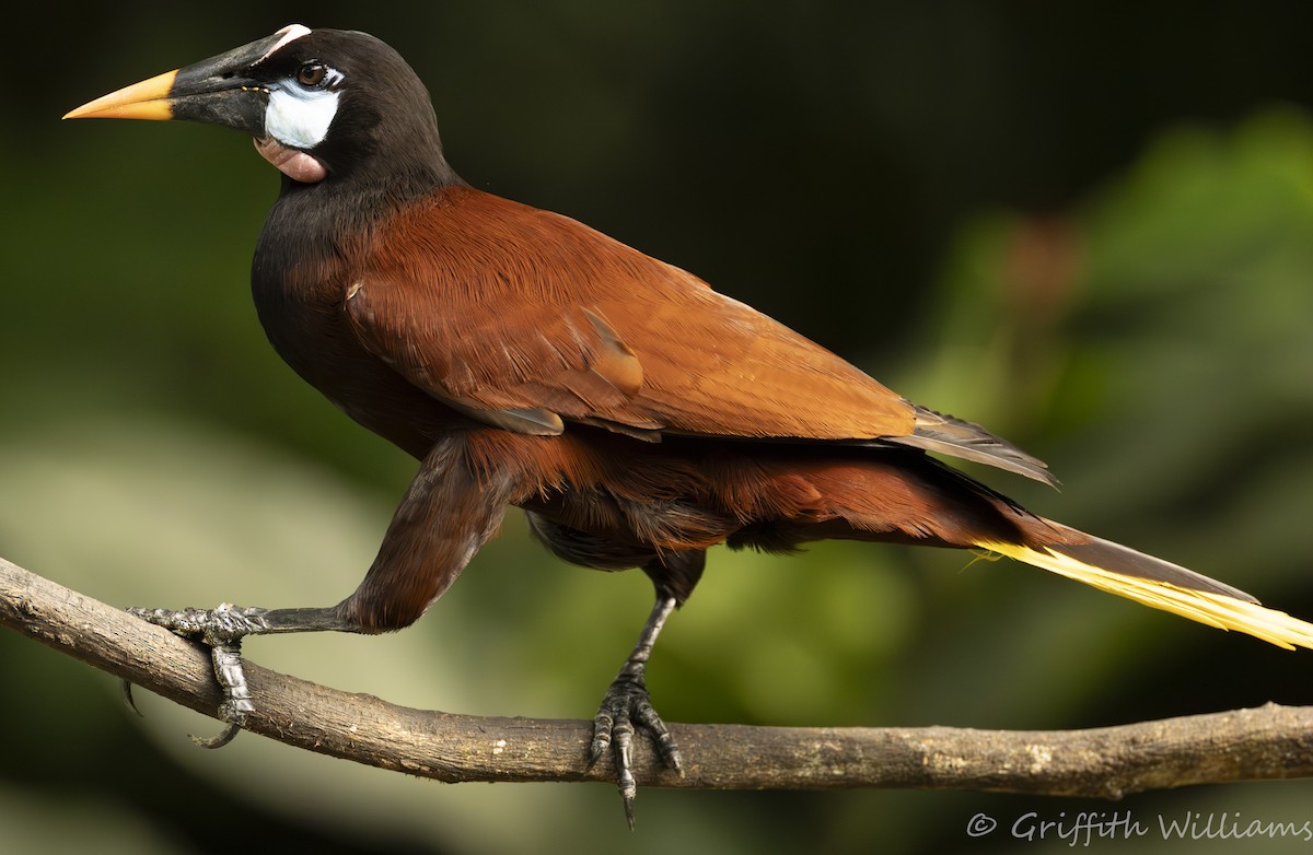 Montezuma Oropendola - ML641819790
