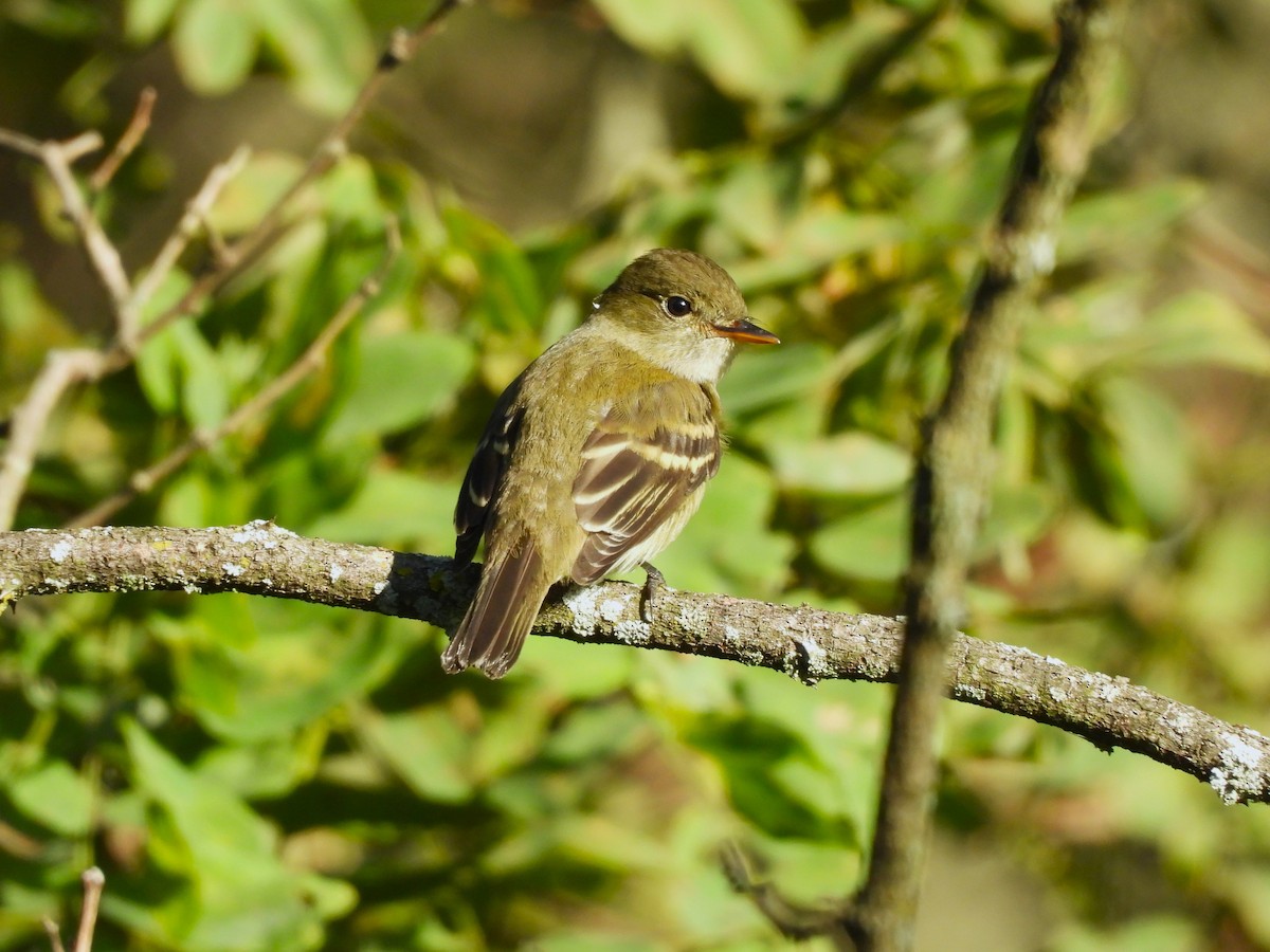 Yellow-bellied Flycatcher - ML641819820