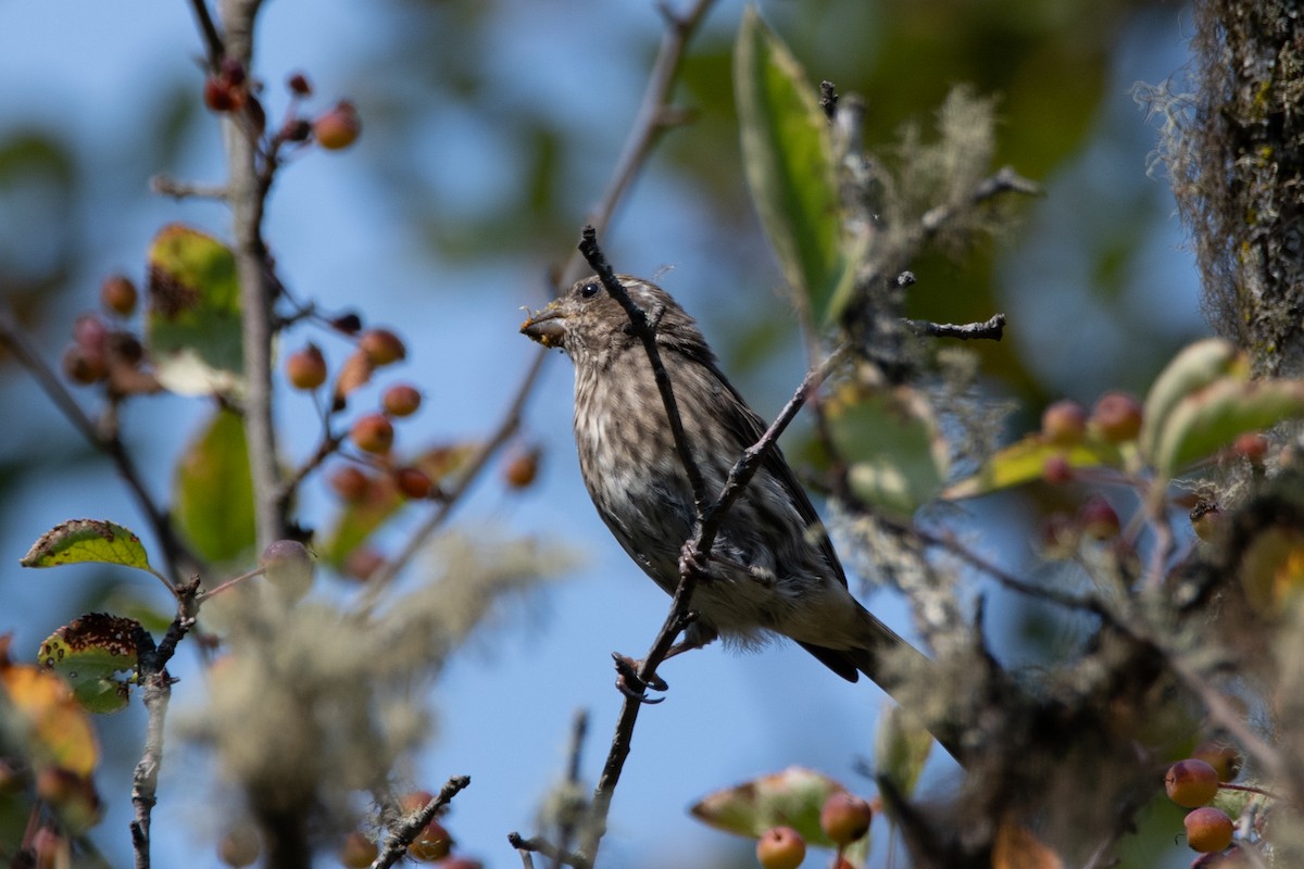 Purple Finch - ML641819826