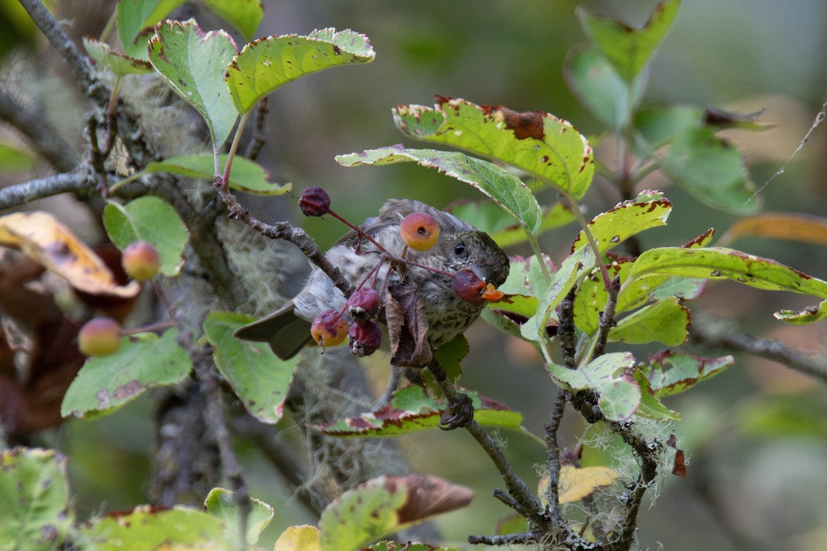 Purple Finch - ML641819827