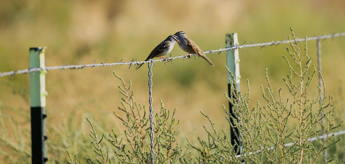 White-crowned Sparrow - ML641819851