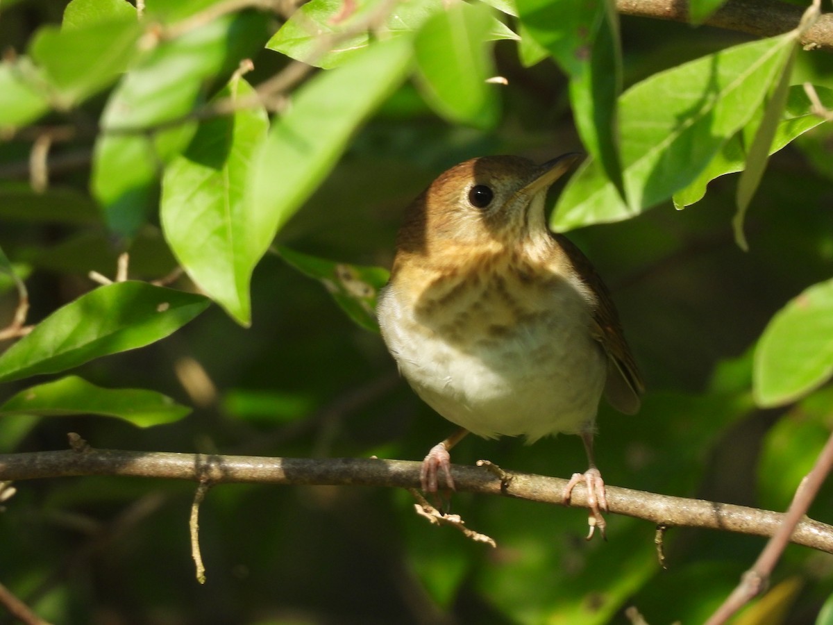 Veery - ML641819857