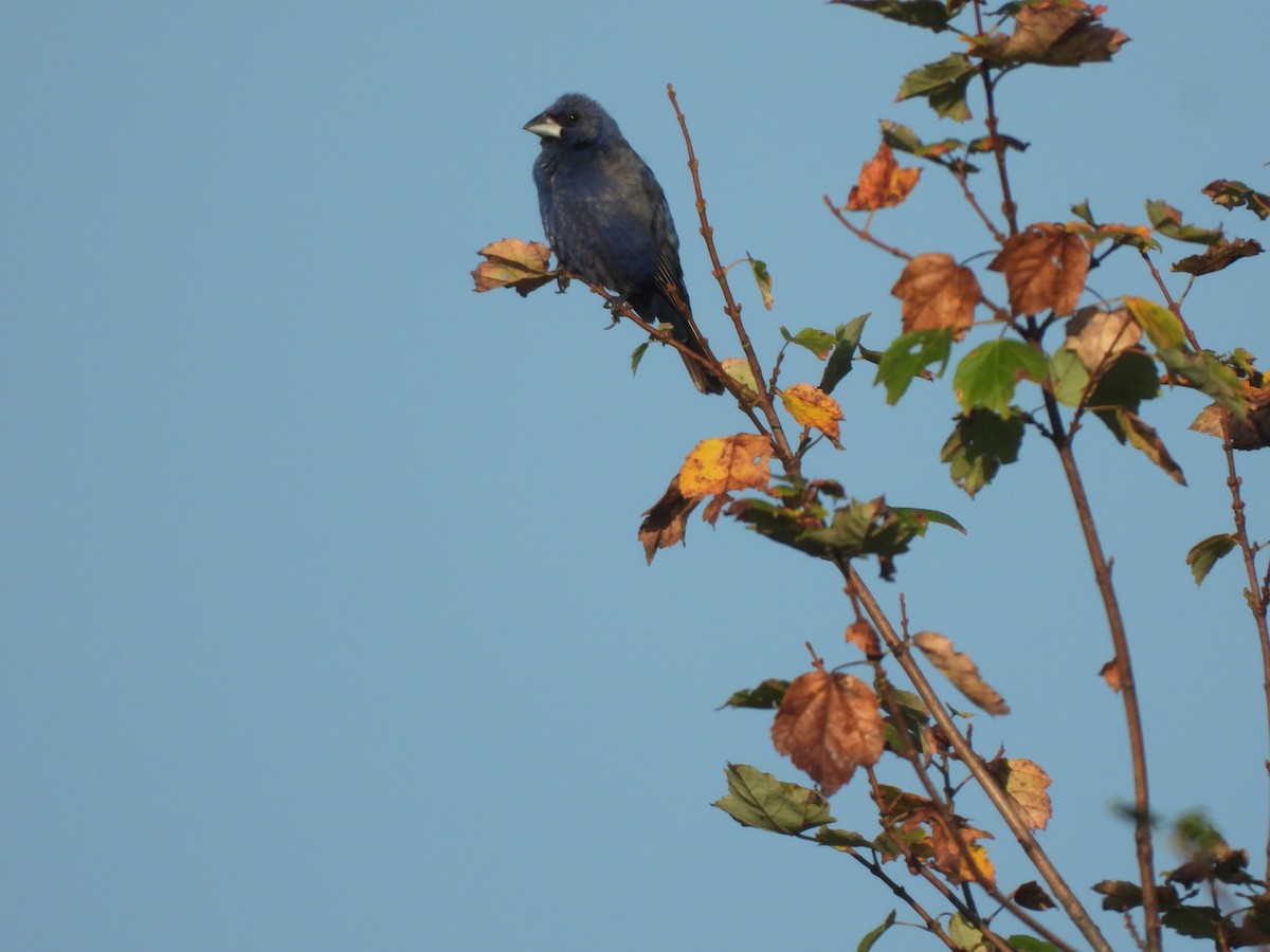 Blue Grosbeak - ML641819871