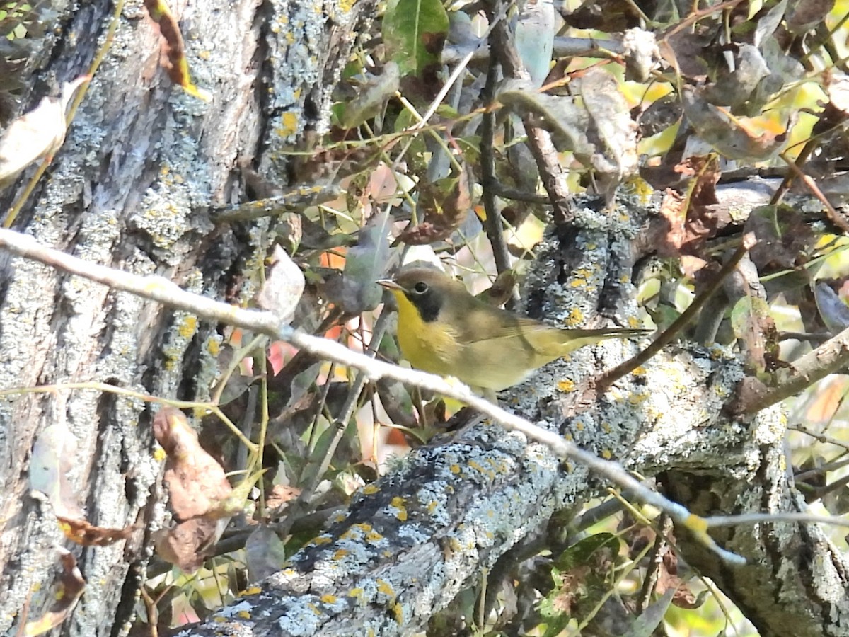 Common Yellowthroat - ML641819886