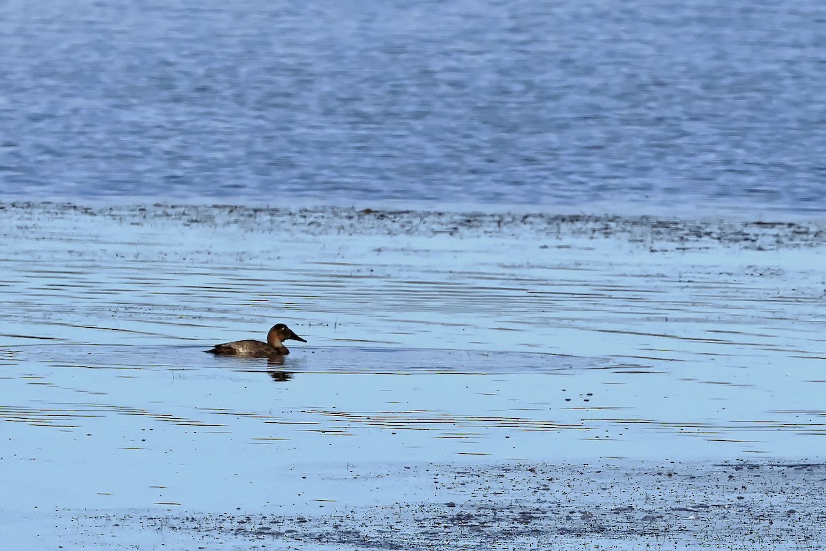 Canvasback - ML641819888