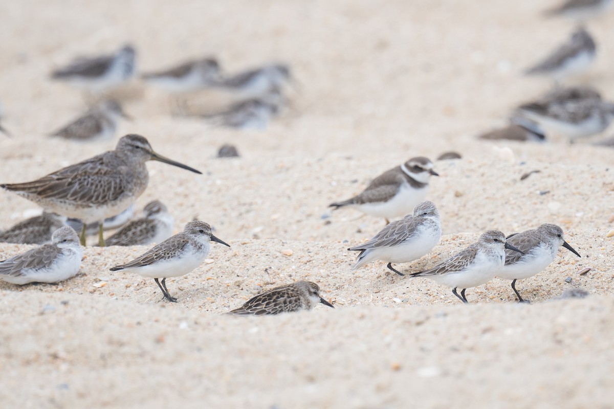 Western Sandpiper - ML641819909
