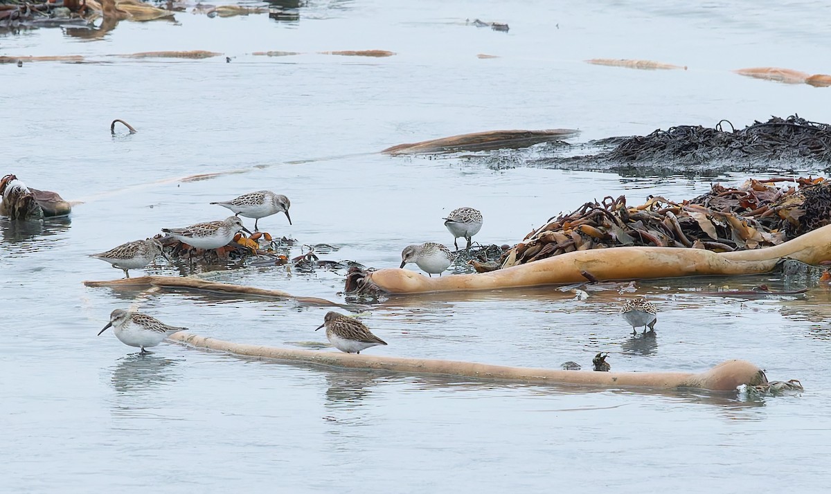 Western Sandpiper - ML641819910
