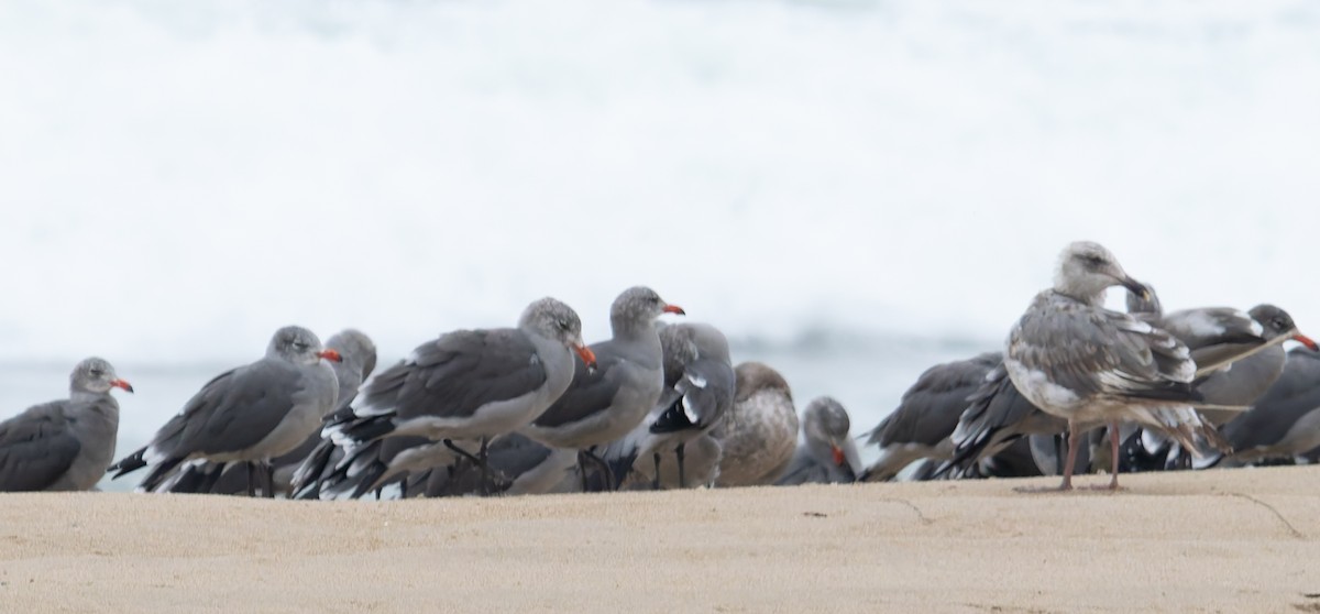 Heermann's Gull - ML641819916