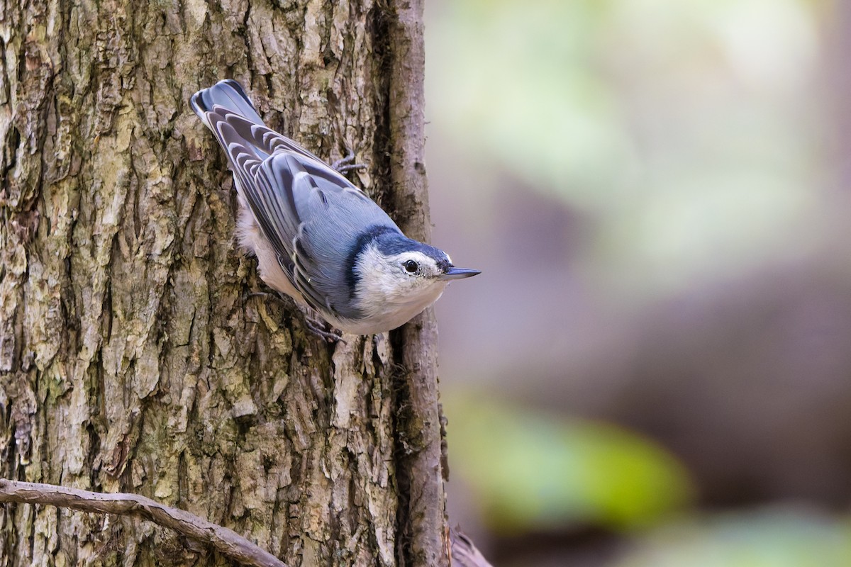 White-breasted Nuthatch - ML641819929