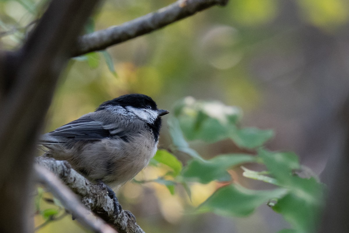 Black-capped Chickadee - ML641819944