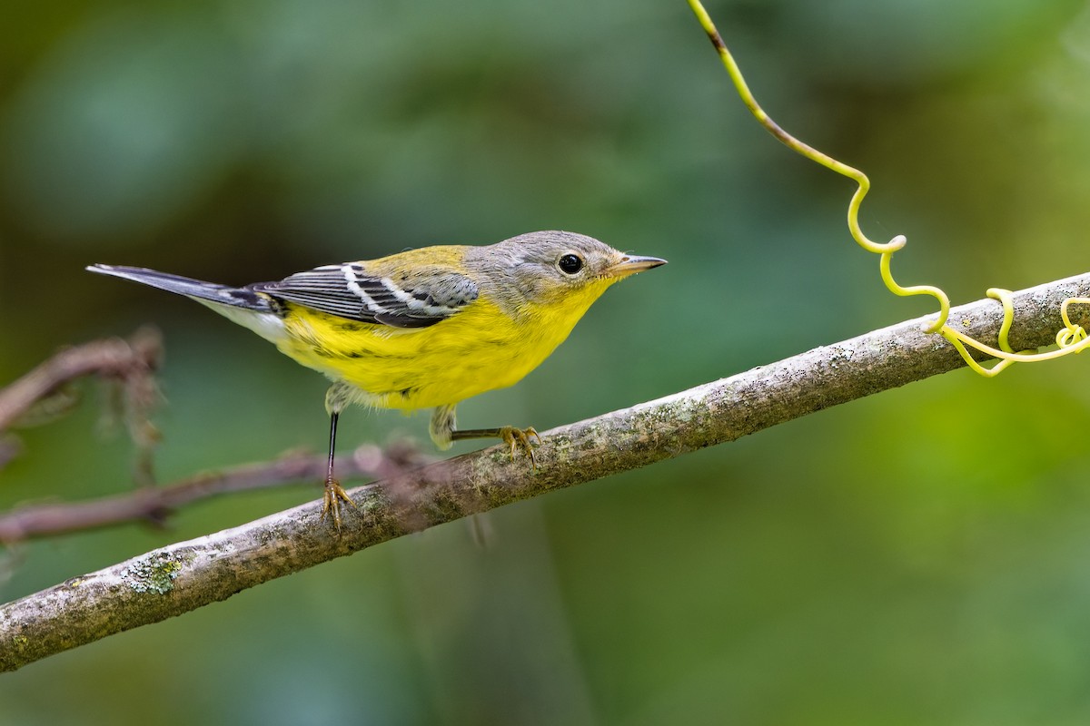 Magnolia Warbler - ML641819955