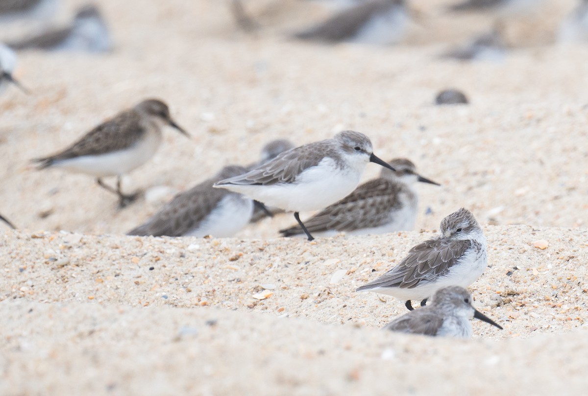 Western Sandpiper - ML641819996