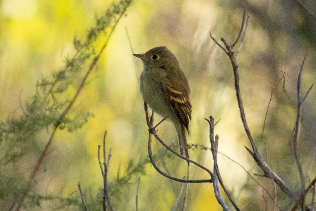 Western Flycatcher (Pacific-slope) - ML641820020