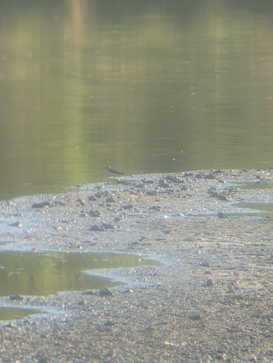 Solitary Sandpiper - ML641820028