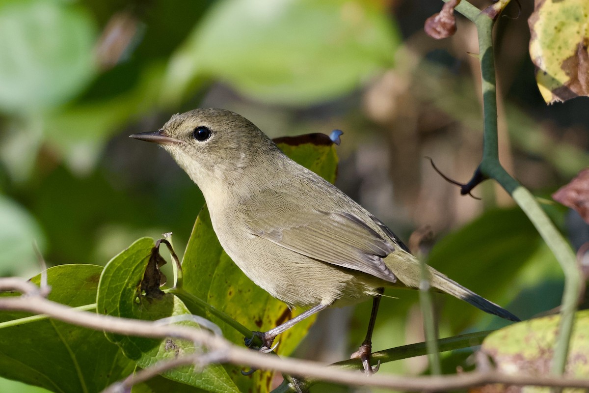 Common Yellowthroat - ML641820043