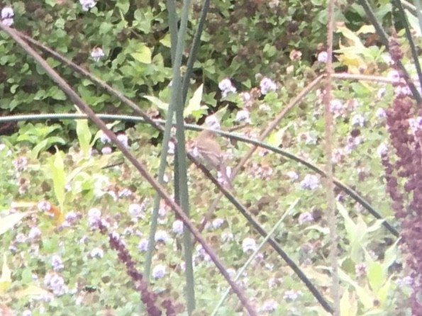 Western Flycatcher - ML641820047