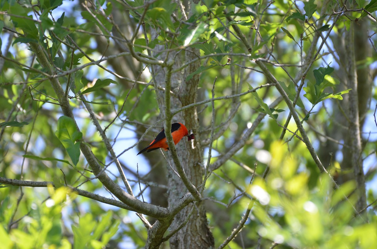Scarlet Tanager - ML641820049