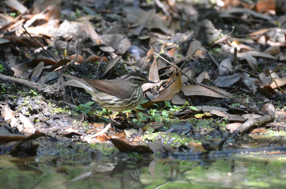 Northern Waterthrush - ML641820058