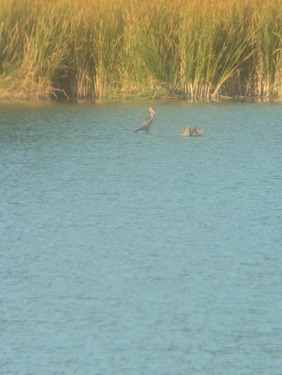 Double-crested Cormorant - ML641820064