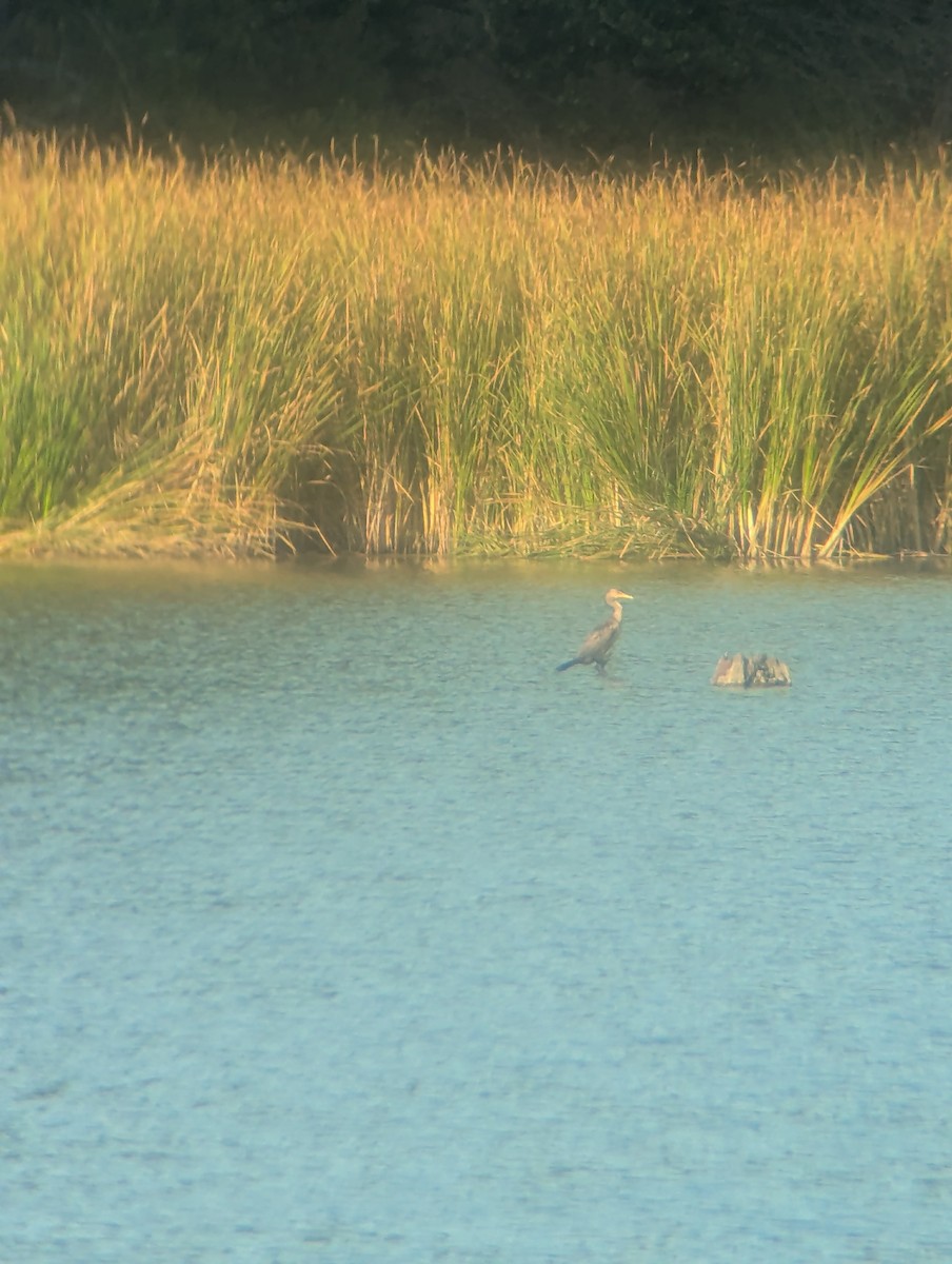 Double-crested Cormorant - ML641820065