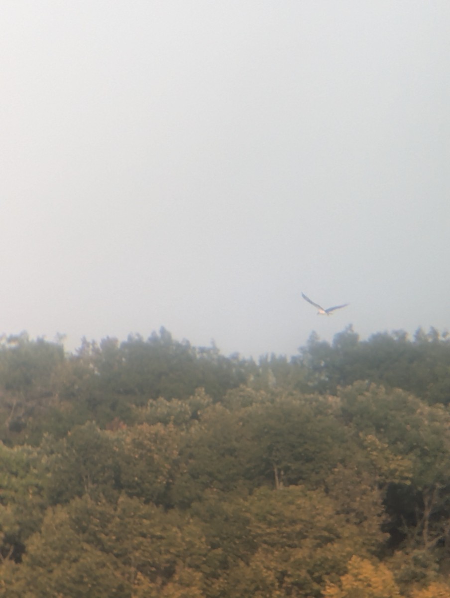 Osprey - ML641820087