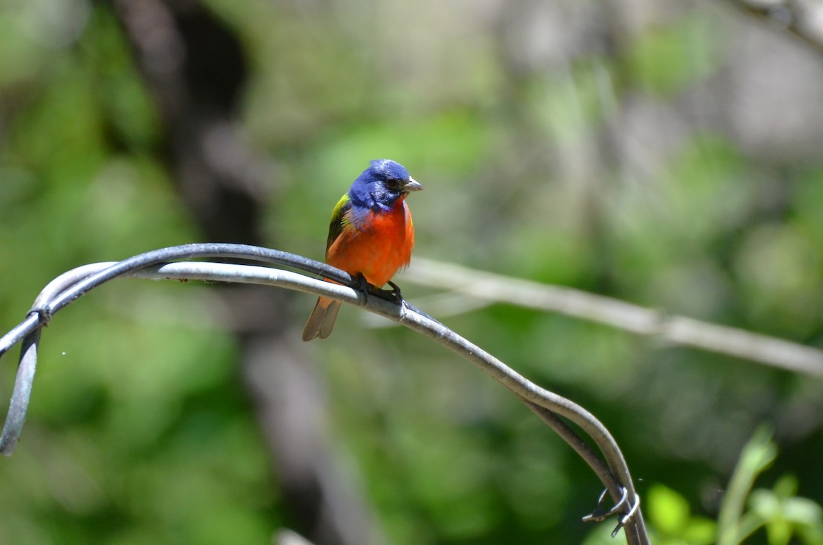 Painted Bunting - ML641820148