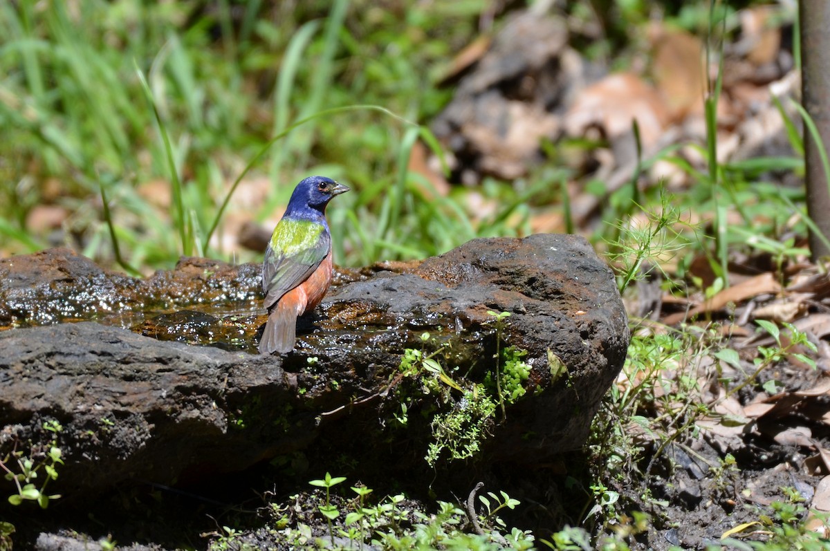 Painted Bunting - ML641820149