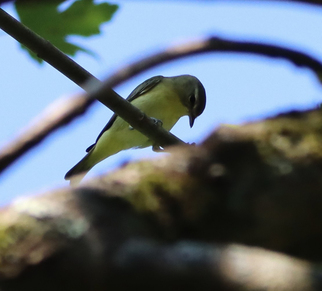 Philadelphia Vireo - ML641820153
