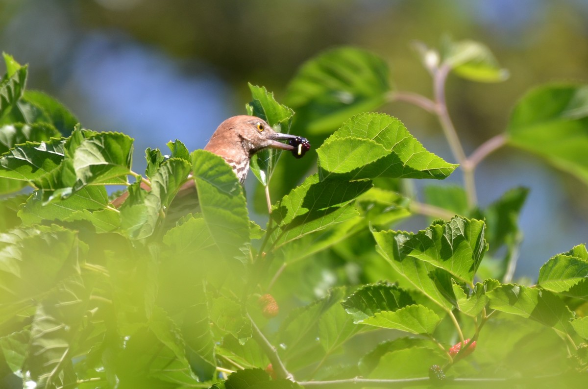 Brown Thrasher - ML641820158