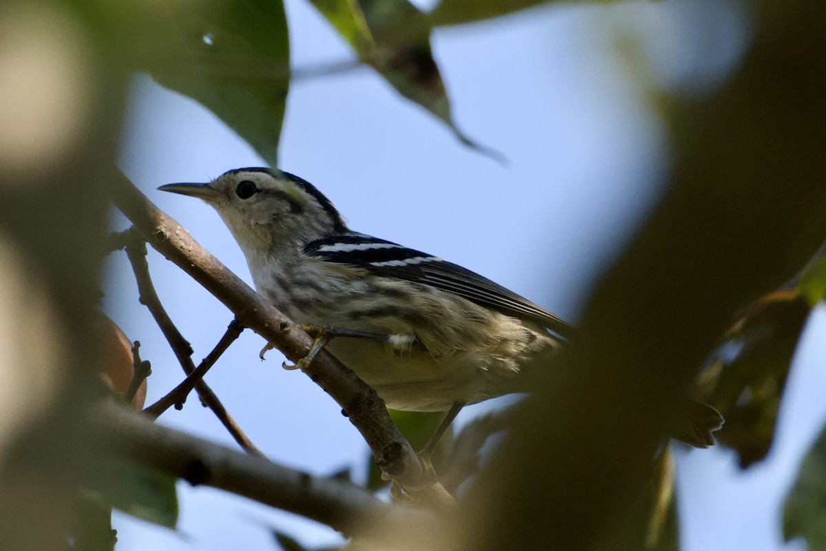 Black-and-white Warbler - ML641820163