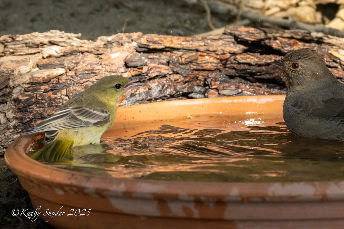 California Towhee - ML641820186