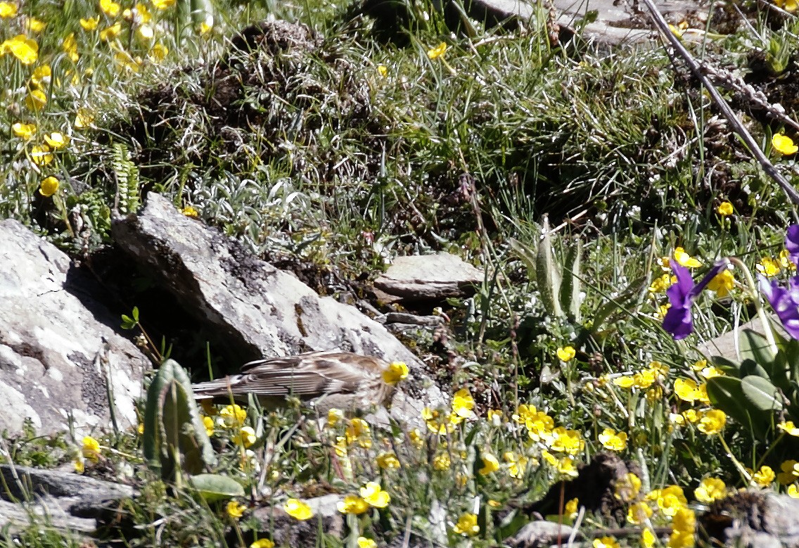 Plain Mountain Finch - ML64182021