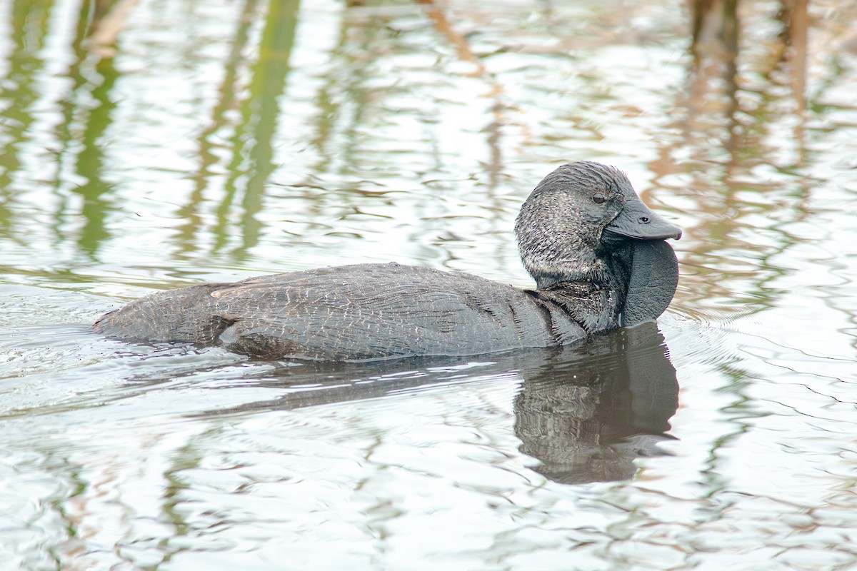 Musk Duck - ML641820210