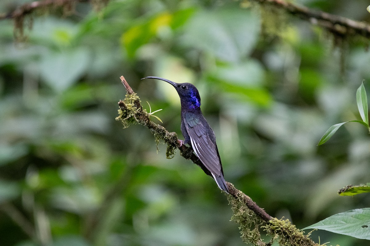 Violet Sabrewing - ML641820223