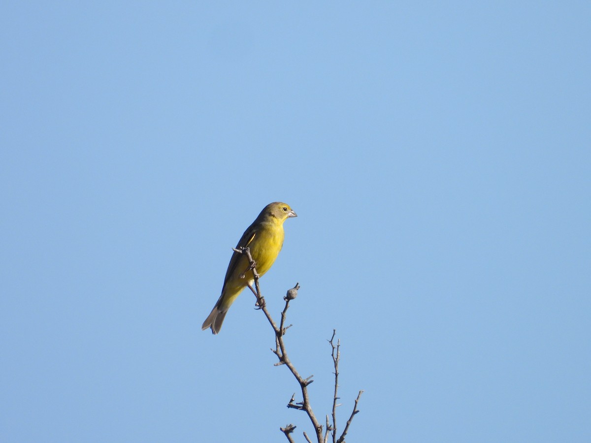 Grassland Yellow-Finch - ML641820239