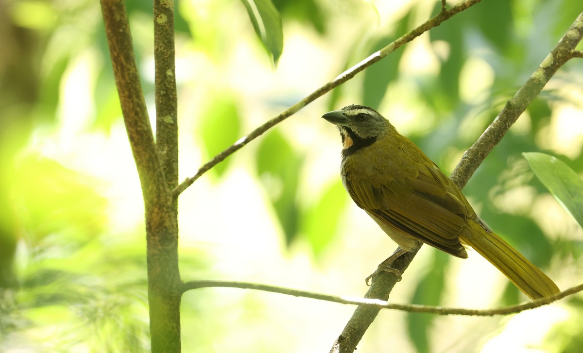 Buff-throated Saltator - ML641820245