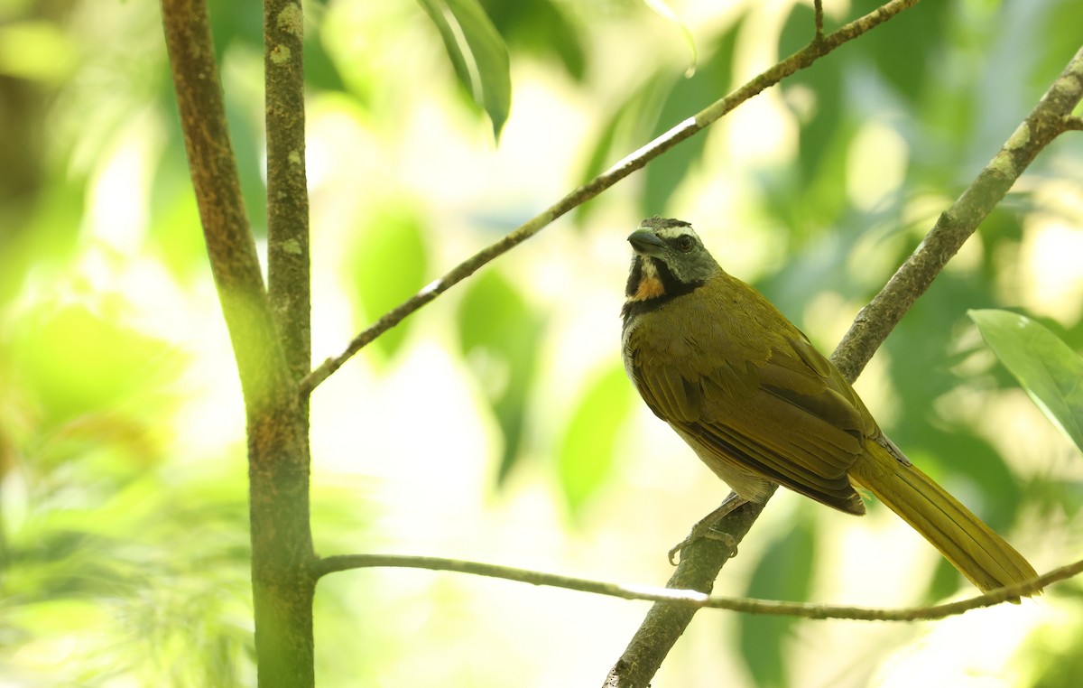 Buff-throated Saltator - ML641820247