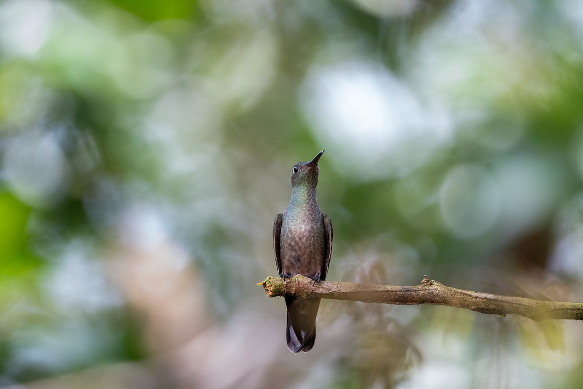 Scaly-breasted Hummingbird - ML641820268