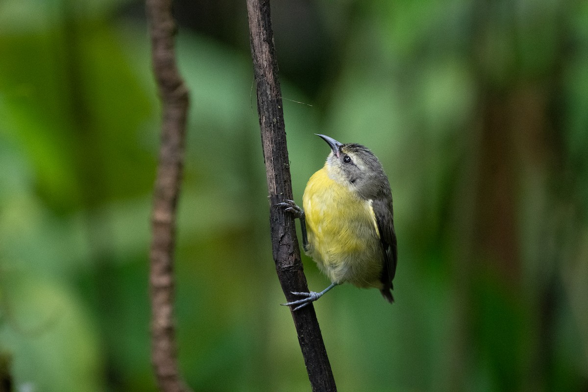 Bananaquit - ML641820284