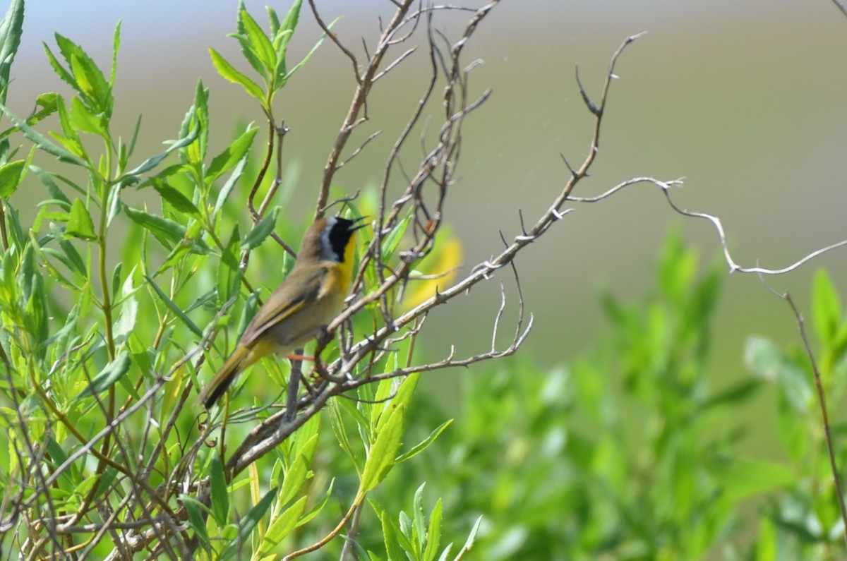 Common Yellowthroat - ML641820299