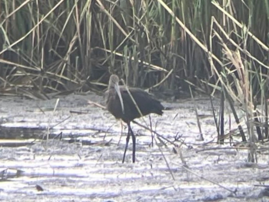 Glossy Ibis - ML641820300