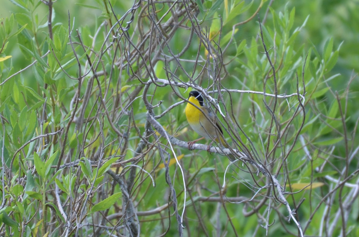 Common Yellowthroat - ML641820301