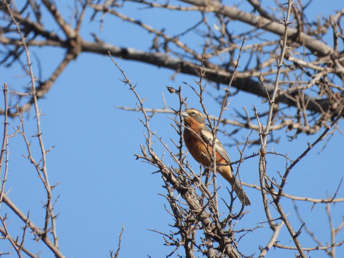 Cinnamon Warbling Finch - ML641820313
