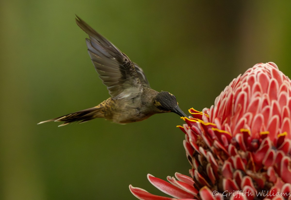 Long-billed Hermit - ML641820315