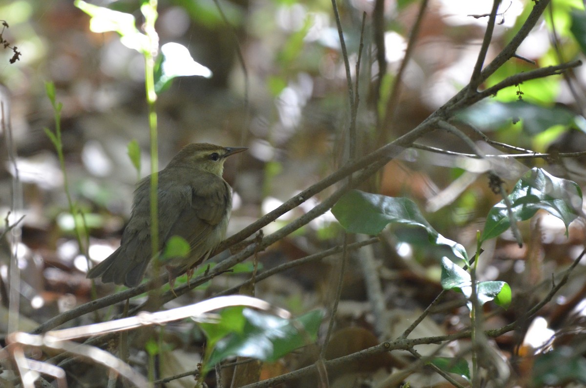 Swainson's Warbler - ML641820351