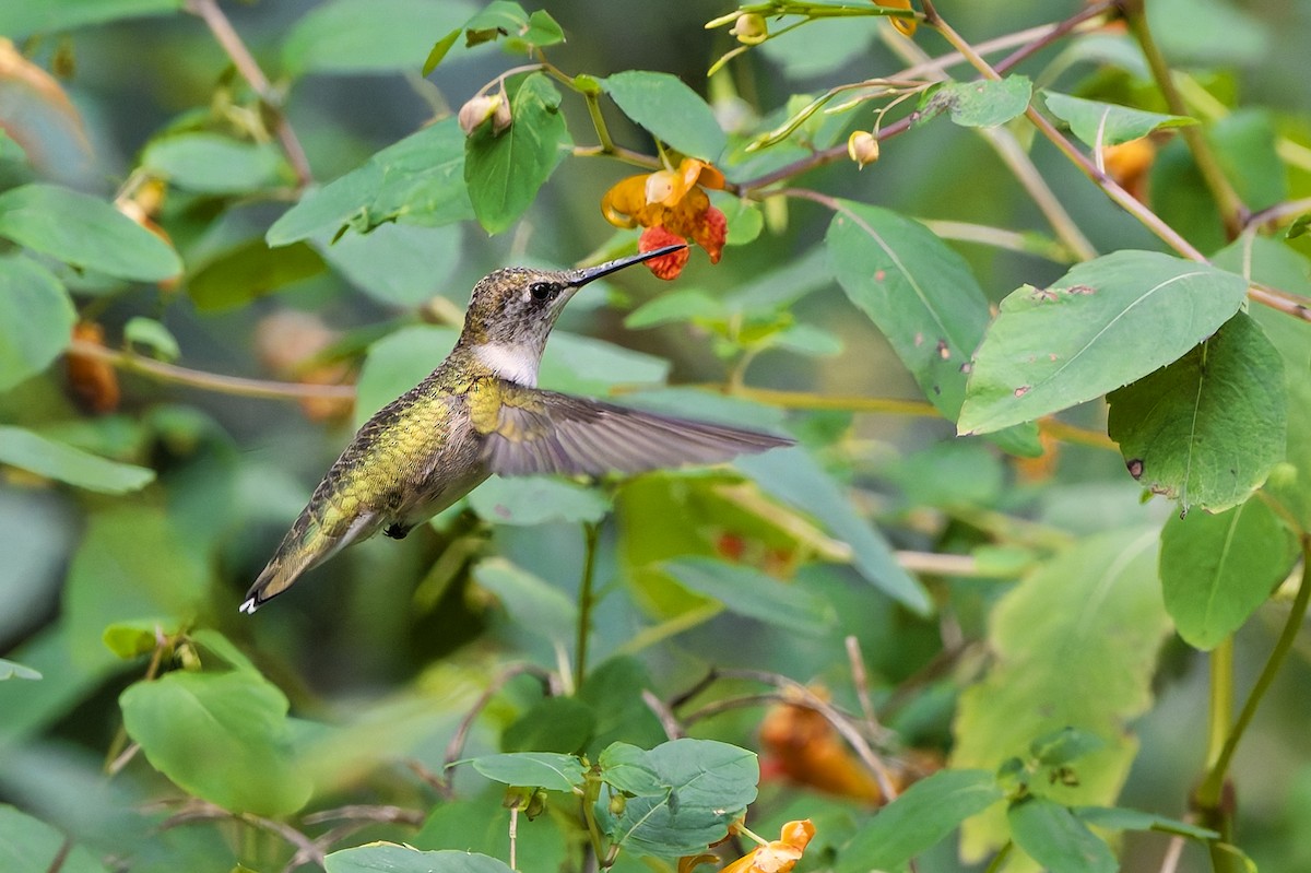 Ruby-throated Hummingbird - ML641820414